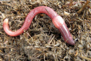 Ring worms - opis, jedzenie, reprodukcja i klasyfikacja Ring worms - opis, jedzenie, reprodukcja i klasyfikacja